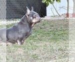 Small Photo #1 French Bulldog Puppy For Sale in NAPLES, FL, USA