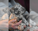 Small Photo #11 Great Dane Puppy For Sale in DANIELSON, CT, USA