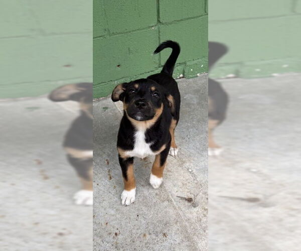 Medium Photo #1 Catahoula Leopard Dog-Unknown Mix Puppy For Sale in Elmsford, NY, USA