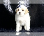 Puppy Noodle Maltipoo