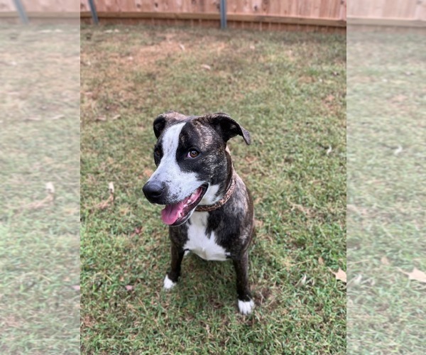 Medium Photo #5 American Staffordshire Terrier-German Shepherd Dog Mix Puppy For Sale in McDonough, GA, USA