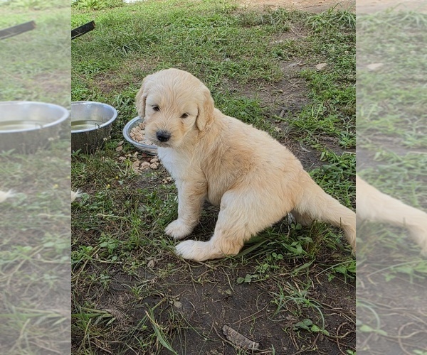 Medium Photo #5 Double Doodle Puppy For Sale in FYFFE, AL, USA