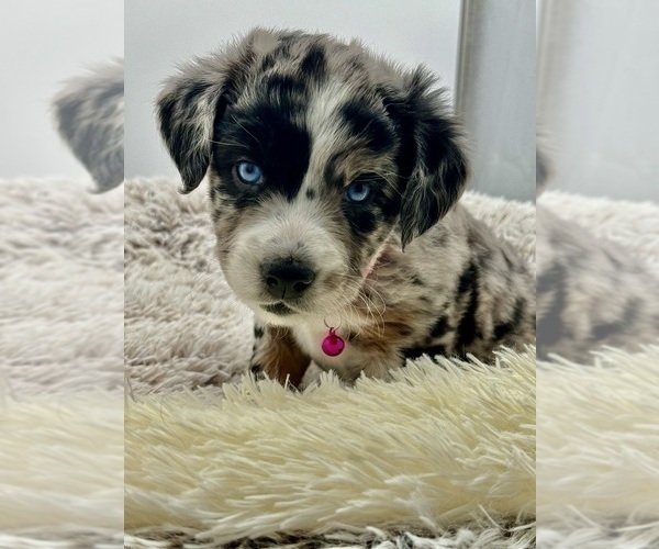 Medium Photo #1 Aussiedoodle Puppy For Sale in ADAIRSVILLE, GA, USA