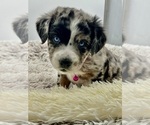 Small Photo #1 Aussiedoodle Puppy For Sale in ADAIRSVILLE, GA, USA