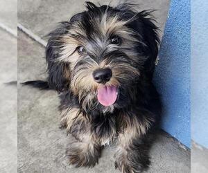 Mutt Dogs for adoption in San Diego, CA, USA