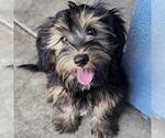 Small Mutt