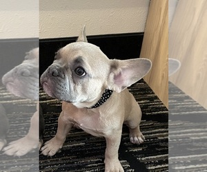 French Bulldog Puppy for sale in SAINT AUGUSTINE, FL, USA