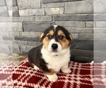 Small #3 Pembroke Welsh Corgi