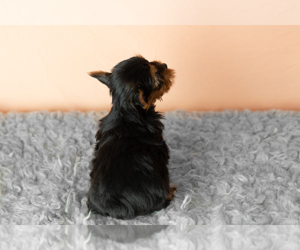 Medium Photo #5 Yorkshire Terrier Puppy For Sale in NAPPANEE, IN, USA