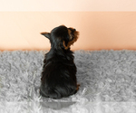 Small #4 Yorkshire Terrier
