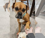 Small #5 Boxer
