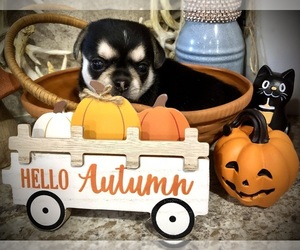 Chihuahua Puppy for sale in SHERMAN, TX, USA
