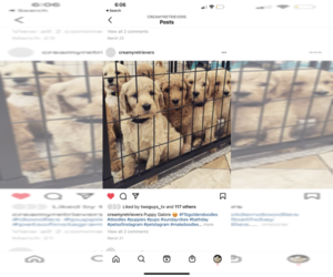 Goldendoodle Puppy for sale in N HIGHLANDS, CA, USA