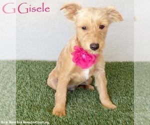 Poodle (Miniature)-Unknown Mix Dogs for adoption in San Diego, CA, USA