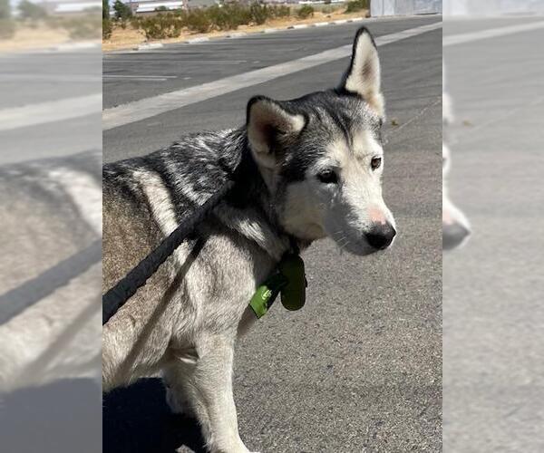 Medium Photo #1 Siberian Husky Puppy For Sale in HESPERIA, CA, USA