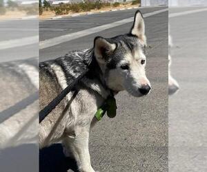 Siberian Husky Dogs for adoption in HESPERIA, CA, USA