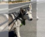 Small Siberian Husky