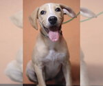 Small #1 Labrador Retriever Mix