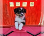 Small Photo #4 Miniature Australian Shepherd Puppy For Sale in MIDDLEBURG, FL, USA