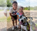Small Photo #4 American Staffordshire Terrier Puppy For Sale in Spring Lake, NJ, USA