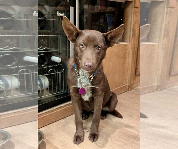 Medium Photo #5 Mutt Puppy For Sale in Paso Robles, CA, USA