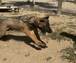 Small #2 Dutch Shepherd Dog-German Shepherd Dog Mix