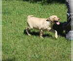 Small Photo #2 Labrador Retriever Puppy For Sale in SEARS, MI, USA