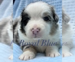 Puppy Royal Blue Australian Shepherd
