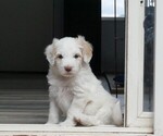 Puppy 4 Great Pyrenees-Labradoodle Mix