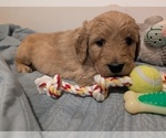 Puppy Jessie Goldendoodle