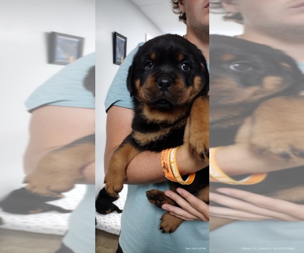 Medium Photo #2 Rottweiler Puppy For Sale in BONAPARTE, IA, USA