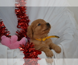 Medium Golden Retriever