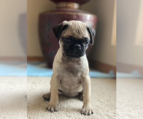 Medium Photo #2 Pug Puppy For Sale in NORTH AURORA, IL, USA