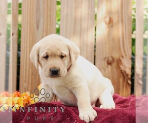 Labrador Retriever Puppy for sale in SHIPPENSBURG, PA, USA