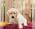 Rylee - Female Labrador Retriever Puppy for Sale - Small photo