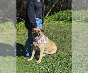 Indy - Female German Shepherd Dog-Unknown Mix Dog for Adoption - Photo #9
