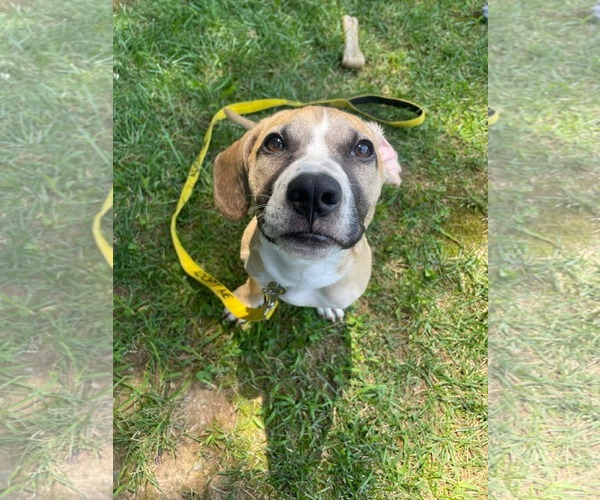 Medium Photo #3 Mutt Puppy For Sale in Derwood, MD, USA
