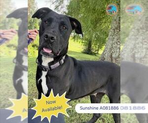 Medium Great Dane-Labrador Retriever Mix