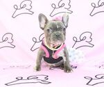 Small Photo #10 French Bulldog Puppy For Sale in LAS VEGAS, NV, USA