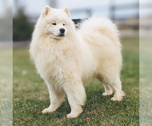 Father of the Samoyed puppies born on 01/25/2024