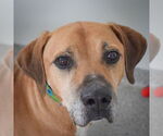 Small #4 Great Dane Mix