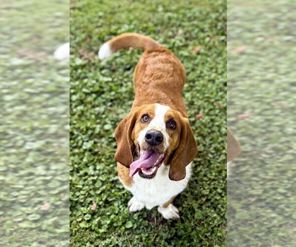 Medium Photo #2 Basset Hound Puppy For Sale in Deepwater, NJ, USA