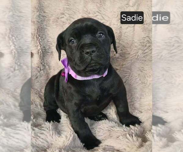 Medium Photo #3 Cane Corso Puppy For Sale in MINERAL WELLS, WV, USA