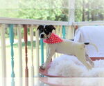 Small #7 Lab-Pointer