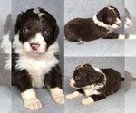 Small Photo #2 Aussiedoodle Puppy For Sale in BROOKER, FL, USA