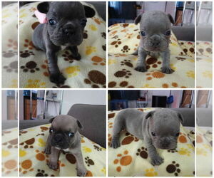 French Bulldog Puppy for sale in LEBEC, CA, USA