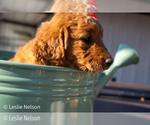 Puppy Ruby Goldendoodle (Miniature)