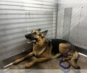 German Shepherd Dog Dogs for adoption in San Bernardino, CA, USA