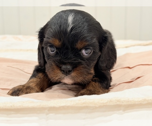 Medium Photo #12 Cavalier King Charles Spaniel Puppy For Sale in WAXAHACHIE, TX, USA