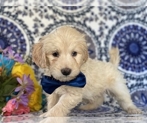 Goldendoodle (Miniature) Puppy for sale in LANCASTER, PA, USA
